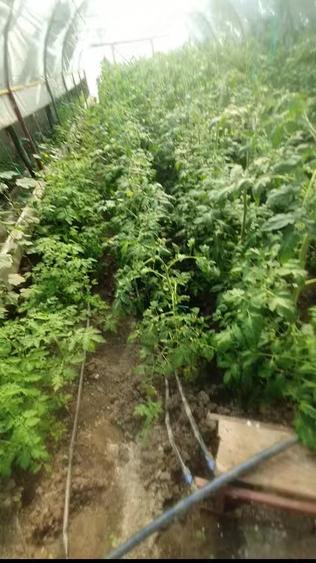 Casă cu Teren 1504 Mp în Puchenii Mari