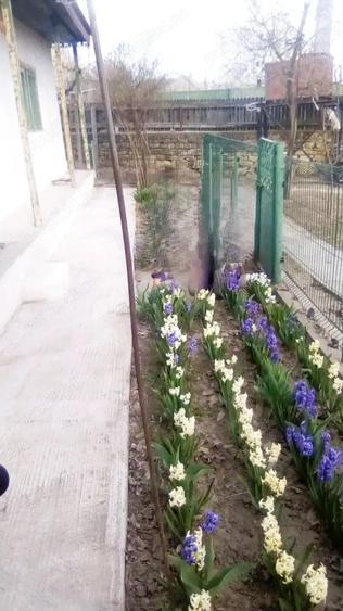 Casă cu Teren 3447 Mp în Satu Nou