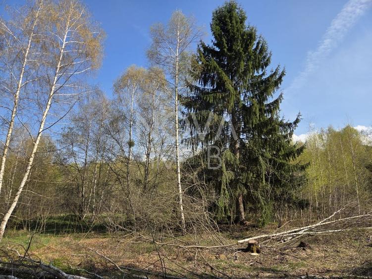 Teren Construcții intravilan de 4900 mp, în Viștișoara