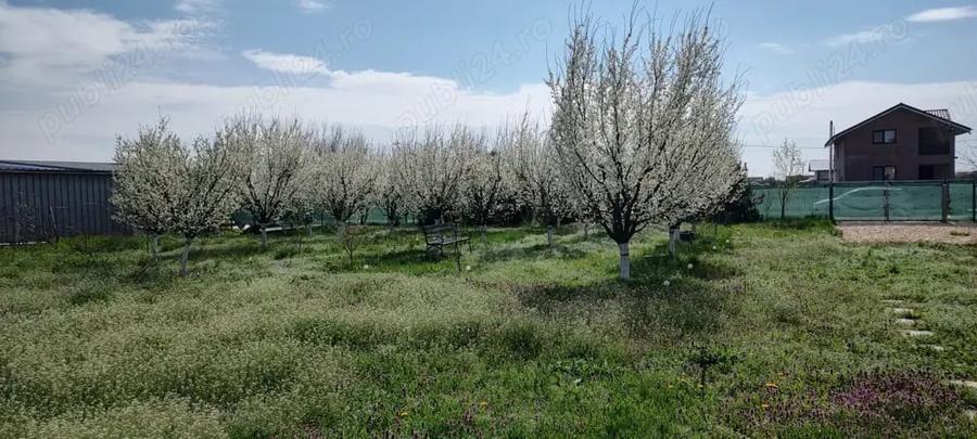 Teren de 1200 mp, în Căscioarele (Ulmi)