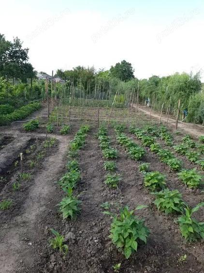 Casă cu 4 camere cu Teren 1600 Mp în Tudor Vladimirescu