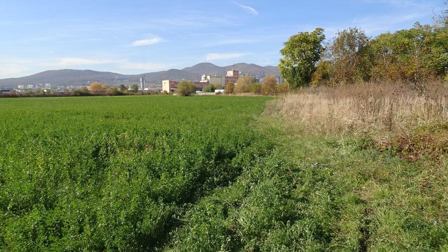 Teren Construcții intravilan de 43000 mp, în Calea Aradului
