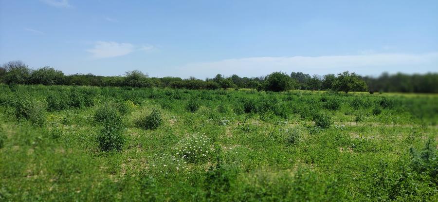 Teren Construcții intravilan de 21820 mp, în Dărăști-Ilfov