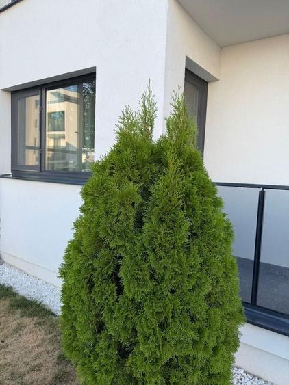 Apartament cu 2 camere semidecomandat, mobilat în Tunari