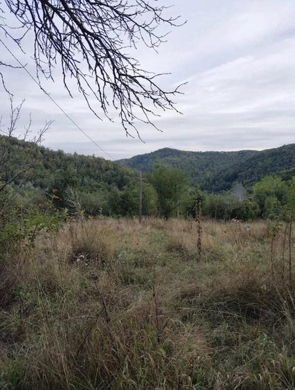Teren de 16600 mp, în Bisoca