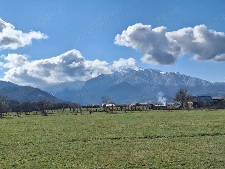 Teren de 2500 mp, în Pănicel