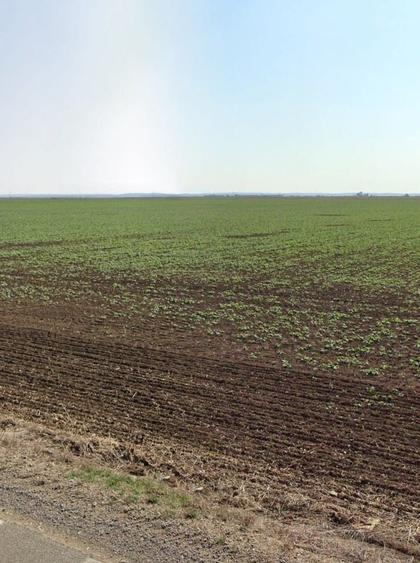 Teren agricol extravilan de 13700 mp, în Livada de Bihor
