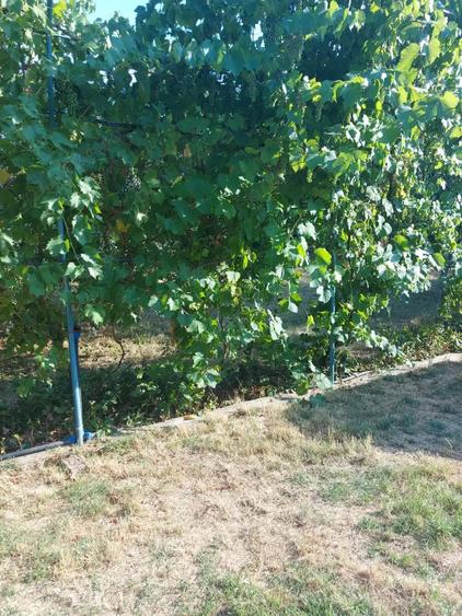 Casă cu 2 camere cu Teren 2251 Mp în Petrești