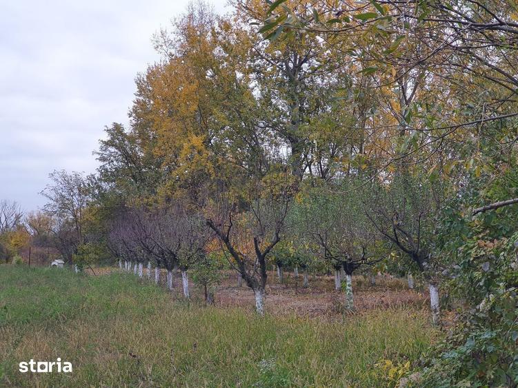 Teren de vanzare Dumbrava Minunata in Domnesti, Ilfov - 19