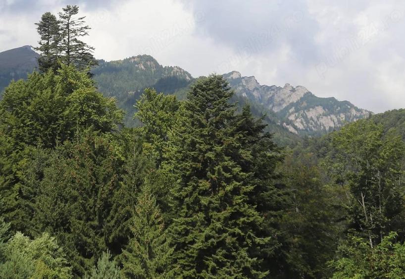 Teren de 814 mp, în Furnica