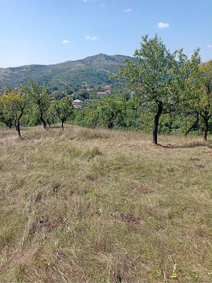 Teren de 3100 mp, în Chiojdu
