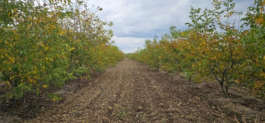 Teren agricol extravilan de 140000 mp, în Bucov