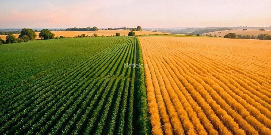 Vand 3 ha teren agricol , 33500 RON ha