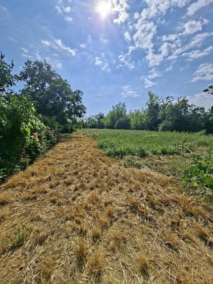 Casă cu Teren 2600 Mp în Movila Miresii