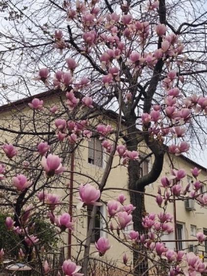 Proprietar vand apartament cu 2 camere ultracentral, cu gradina si parcare proprie. Comision 0% - 8