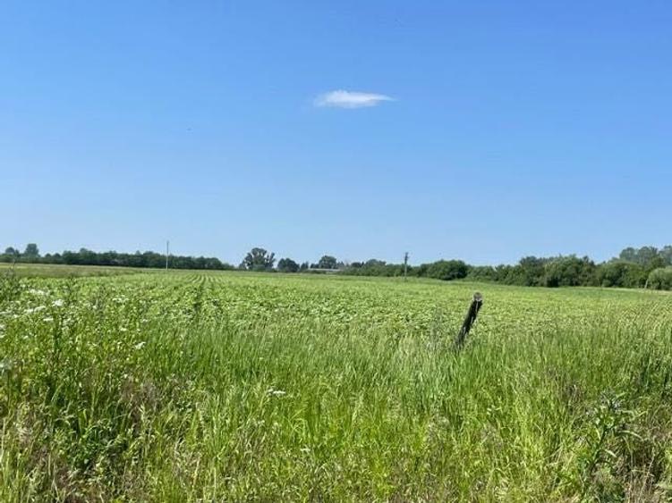 Oportunitate la 70 km pe autostrada de Bucuresti- sat Gura Foii 17.700 mp teren compact, 75.000 EUR - 3