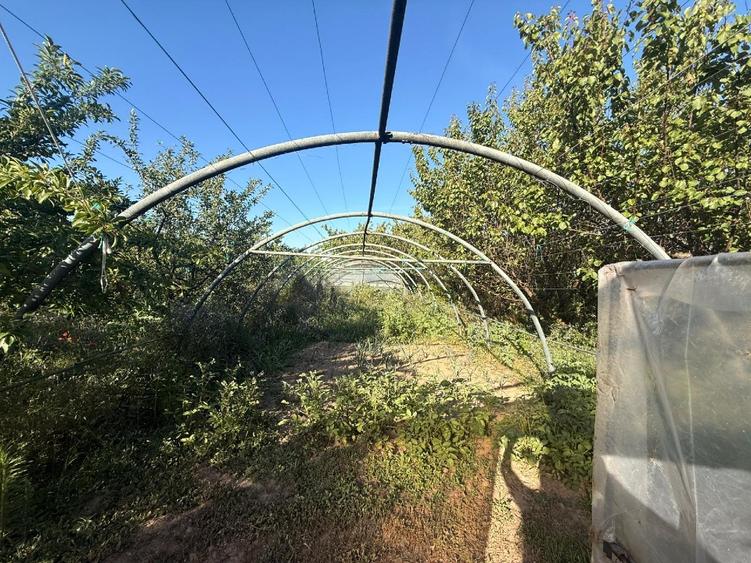 Casă individuală cu 3 camere cu Teren 5783 Mp în Segarcea-Vale