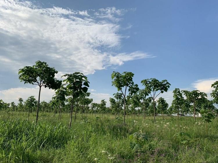 Teren Construcții intravilan de 275 mp, în Sud