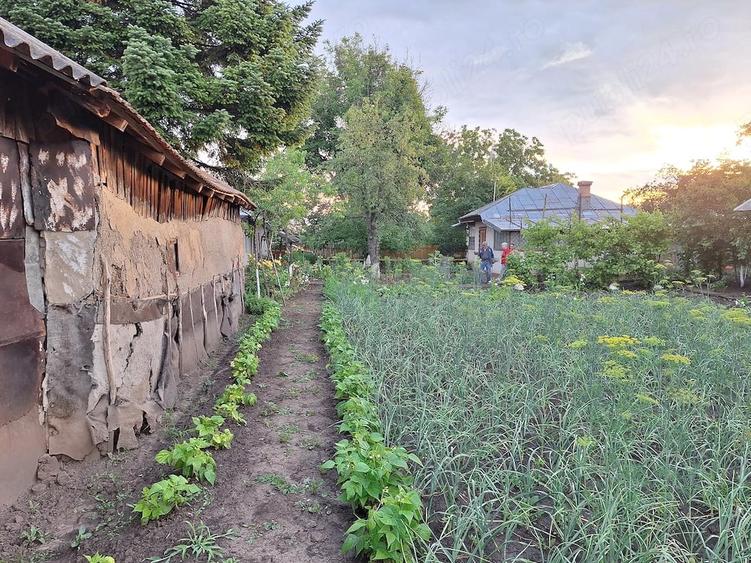 Casă cu Teren 3600 Mp în Petru Rareș