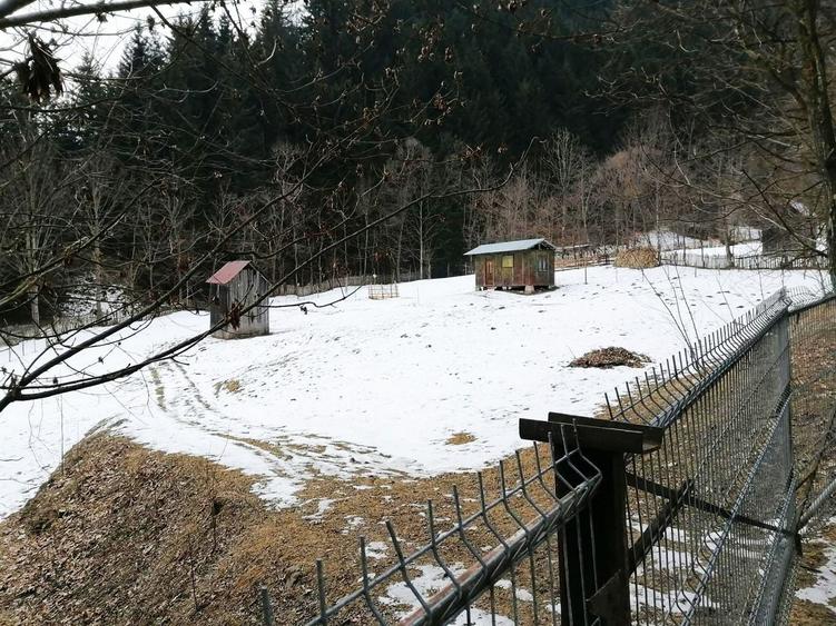Teren Construcții extravilan de 3386 mp, în Borca