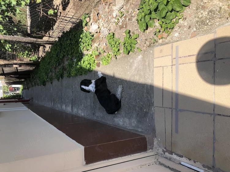 Casă cu 5 camere cu Teren 357 Mp în Central