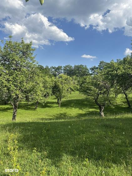 Teren de 10000 mp, în Șotrile