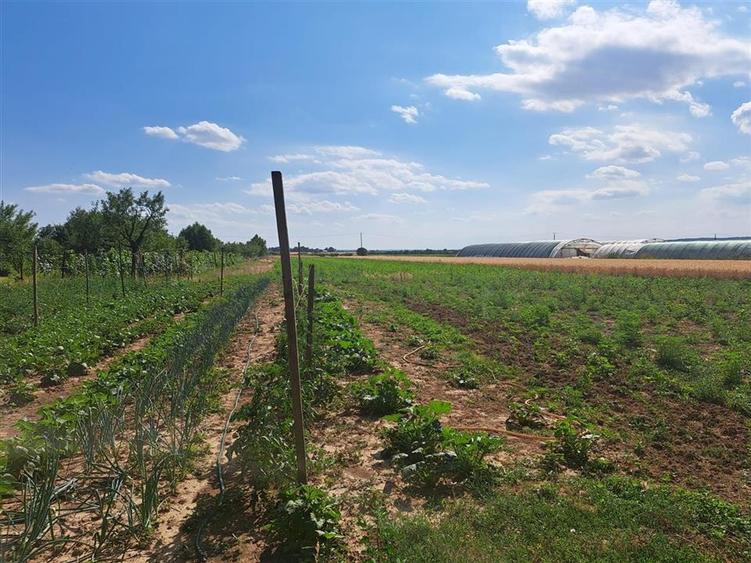 Casă individuală cu 8 camere cu Teren 8300 Mp în Sânlazăr