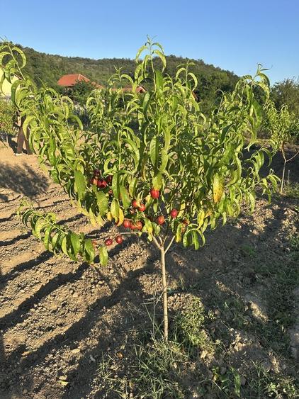Teren de 1600 mp, în Hinova