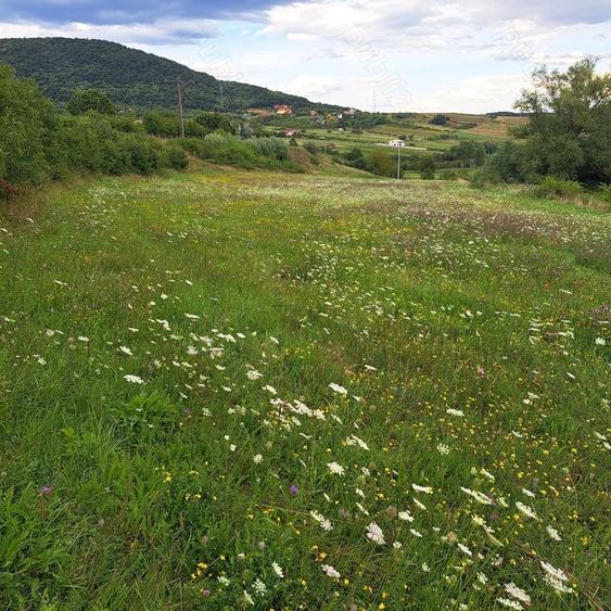 Teren de 7000 mp, în Almașu Sec