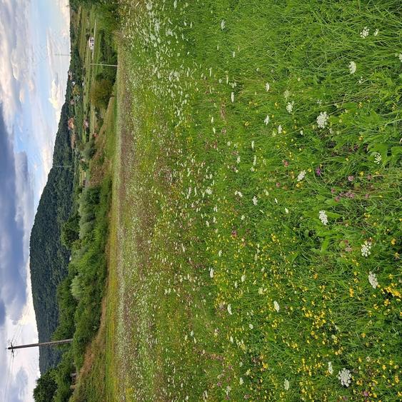 Teren de 7000 mp, în Almașu Sec