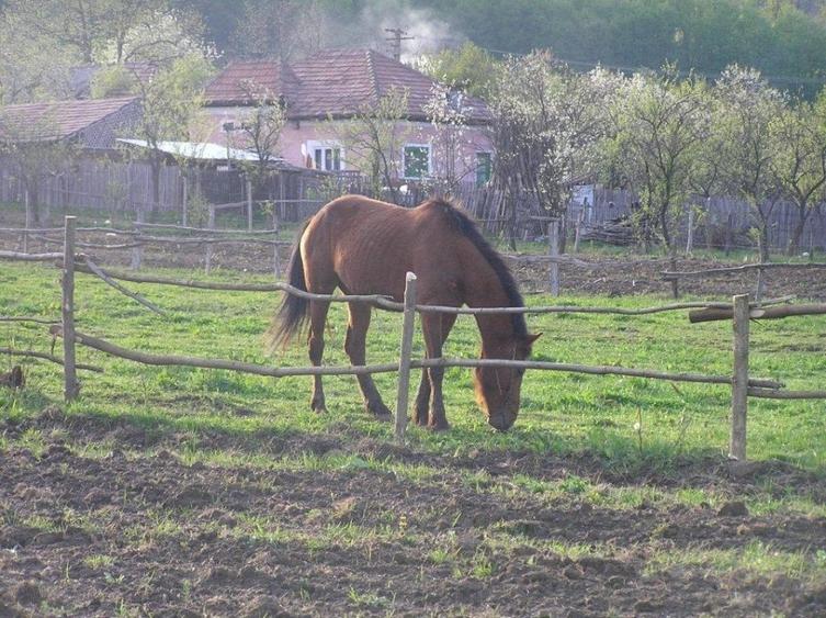 Teren Construcții intravilan de 6090 mp, în Călinești