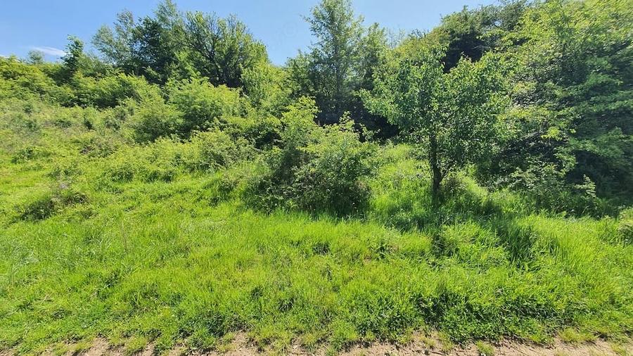 Teren extravilan 3200mp lac Sacel - 2