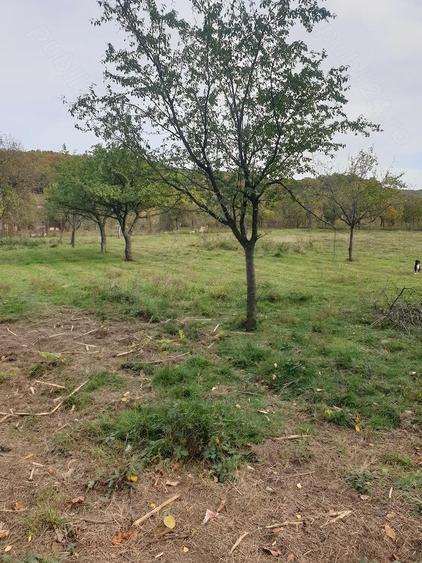 Casă cu Teren 3600 Mp în Balotești