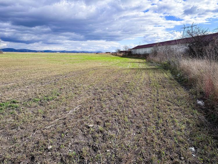 Teren agricol intravilan de 5000 mp, în Hălchiu