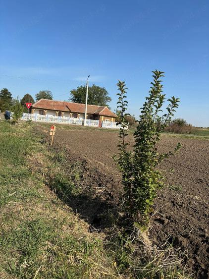 Teren de 1500 mp, în Vișinii