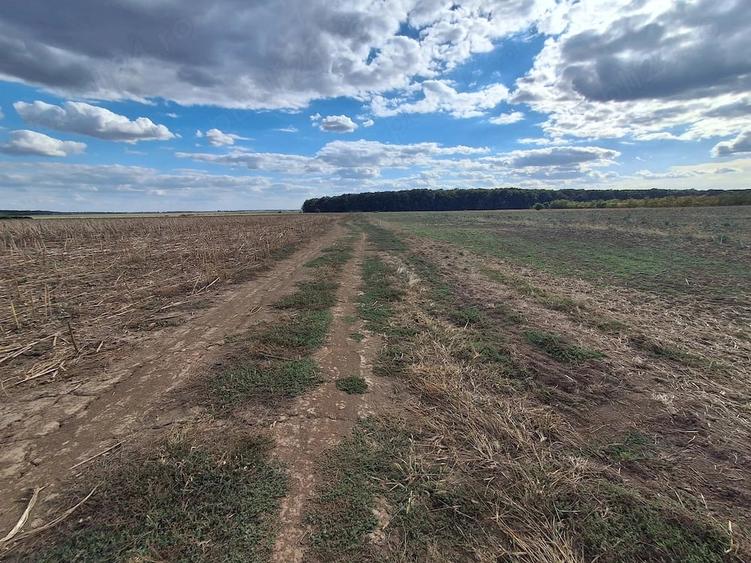 Teren de 3500 mp, în Snagov