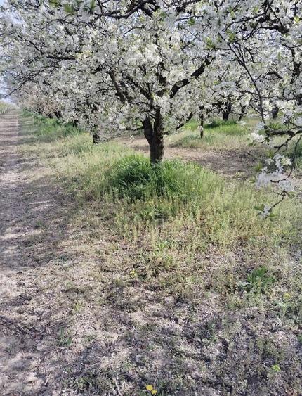 Teren de 10000 mp, în Milcovul