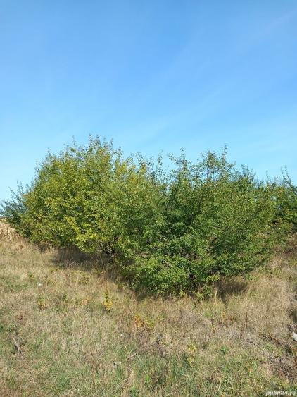 Teren de 3600 mp, în Rădășeni
