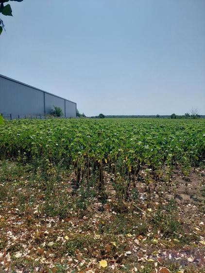 Teren de vanzare - 1
