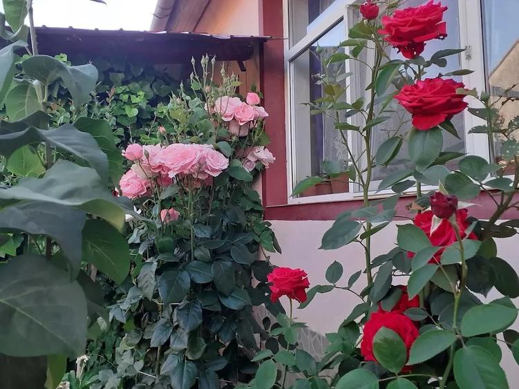 Casă cu 3 camere cu Teren 917 Mp în Iohanisfeld