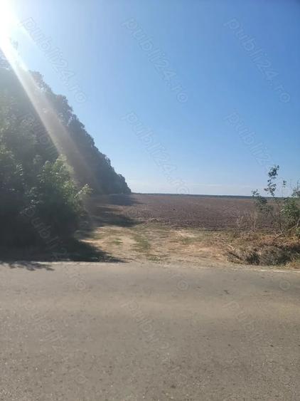 Teren de 250000 mp, în Comana