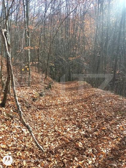 Teren extravilan de 3500 mp, în Aleșd