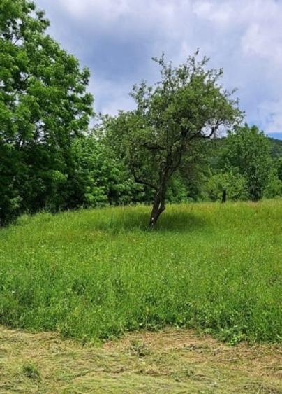 Teren extravilan de 3000 mp, în Cosmina de Sus