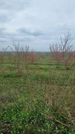 Teren de 60000 mp, în Lumina