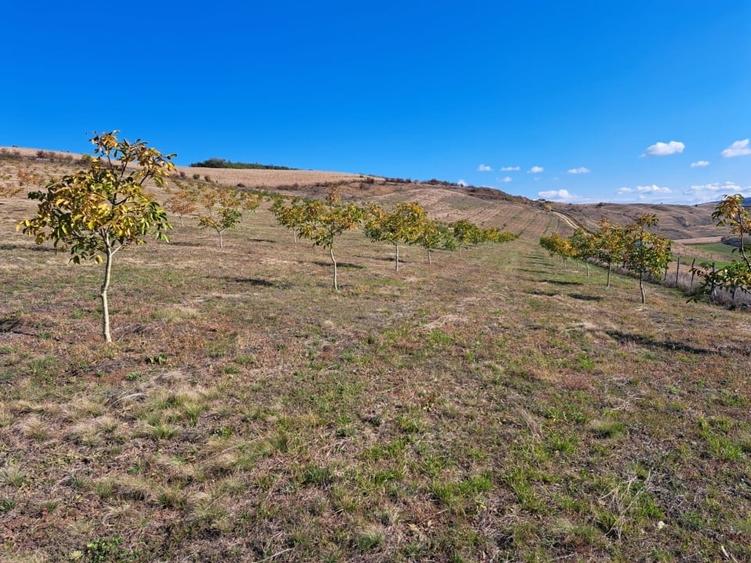 Teren agricol extravilan de 270000 mp, în Visuia