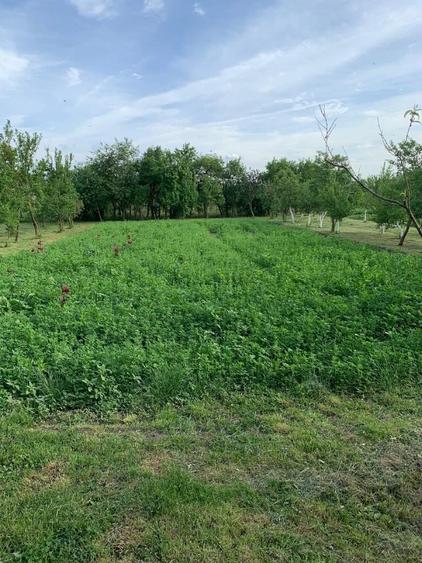 Casă cu 3 camere în Voivodeni