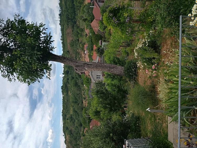 Casă cu 5 camere cu Teren 1579 Mp în Central