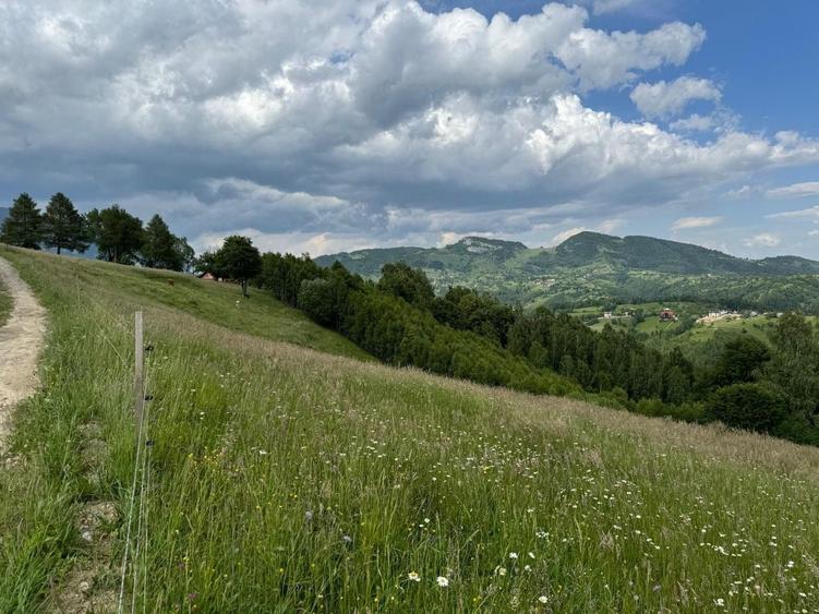 Teren Construcții extravilan de 5392 mp, în Peștera