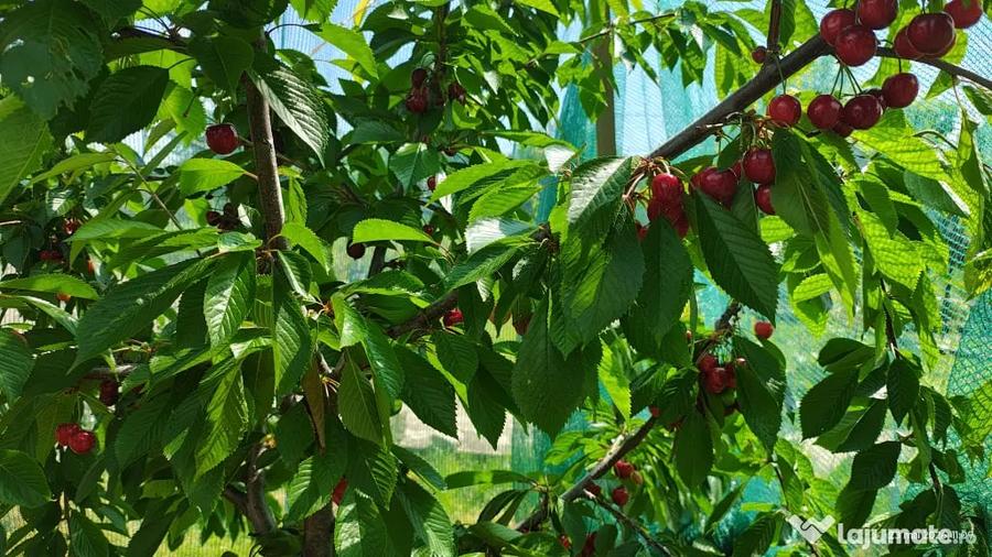 Casă cu 4 camere cu Teren 858 Mp în Mânăstioara