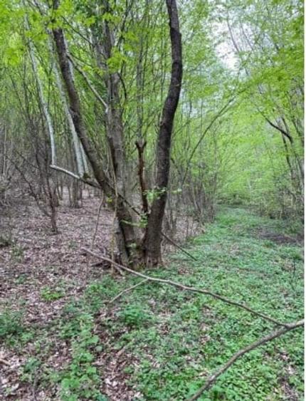 Teren Construcții extravilan de 3950 mp, în Mărișel